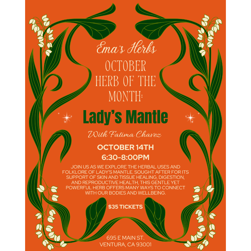 October Herb of the Month: Lady's Mantle with Fatima Chavez